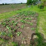 Bez kopania: cicha rewolucja sprytnych ogrodników warzywnych bez-kopania-cicha-rewolucja-sprytnych-ogrodnikow-warzywnych.jpg