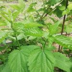 dlaczego-pokrzywy-plona-nie-bez-powodu-przeksztalcanie-chwastow-w-eliksir.jpg