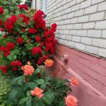 Dlaczego skórki bananów działają cuda na róże: ukryty potencjał tropikalnego nawozu dlaczego-skorki-bananow-dzialaja-cuda-na-roze-ukryty-potencjal-tropikalnego.jpg