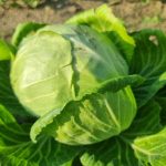 Dlaczego warto spryskiwać kapustę naparem z piołunu: gorzka obrona dla słodkich zbiorów dlaczego-warto-spryskiwac-kapuste-naparem-z-piolunu-gorzka-obrona-dla.jpg