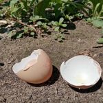 jak-skorupki-jaj-zmieniaja-kwasowosc-gleby-male-sztuczki-dla-duzych.jpg