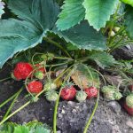 nieoczekiwany-pomocnik-w-ogrodzie-jak-jod-chroni-truskawki-przed-gniciem.jpg
